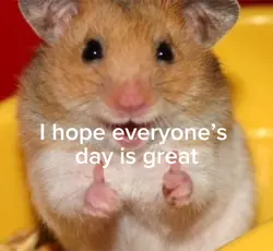 Mad hamster
