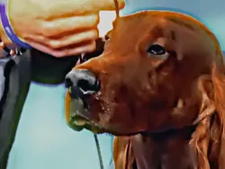 Another dog edit 😅