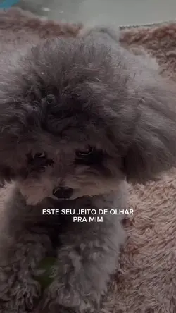 Cachorrinho fofinho 
