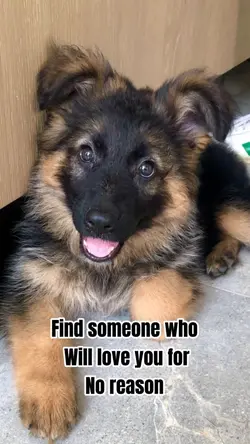 Puppy love