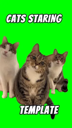 cats stari
