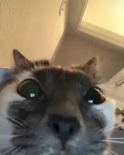 Cat call