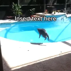 Cat Jumping Water
