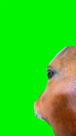 Horse side eye 