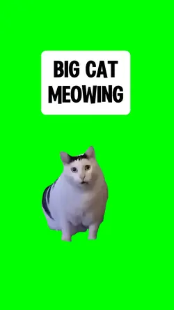 BIG CAT MEOWING