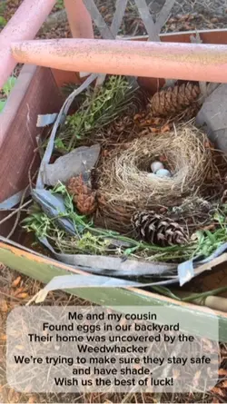 Eggs!!!