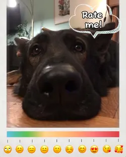 Rate my doggg