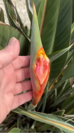 Bird of Paradise 