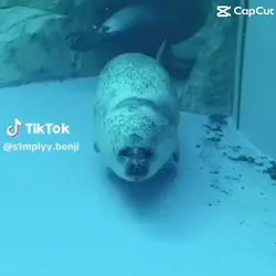 SEALSS