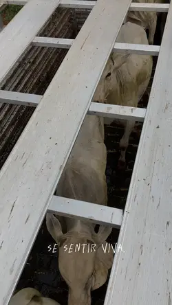 Se sentir viva.