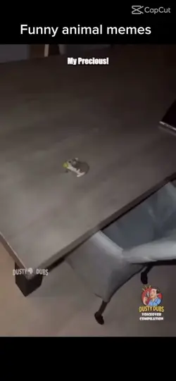 Funny animal memes