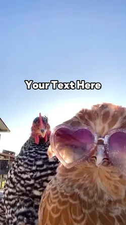Chickens Dancing 
