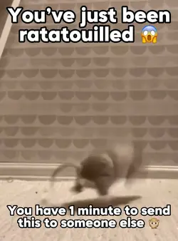 Ratatouilled