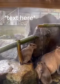 Capybaras are grea