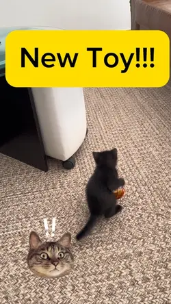 Cat New Toy!!!