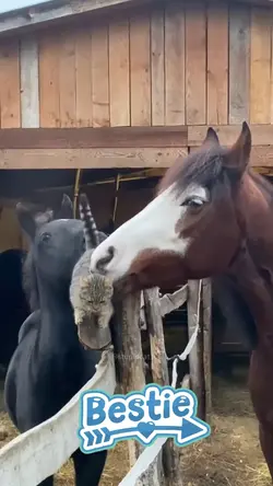 Horse and Cat 