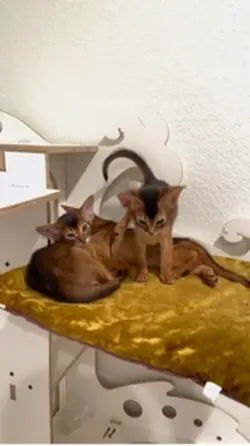 Cats are not just pe