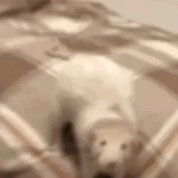 rat edit