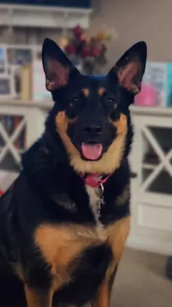 German Shepherd Dog