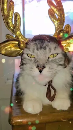 Santa's helper