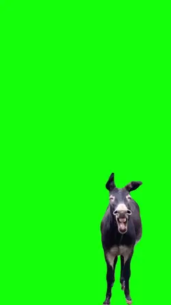 burro risada