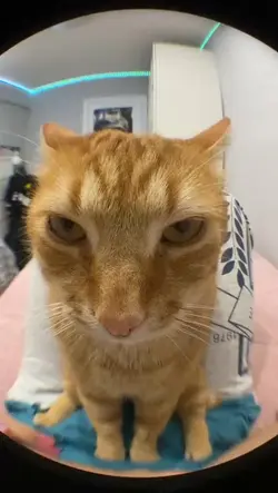cat