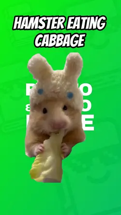 Hamster eating 