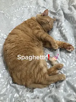 Spaghetti❗️❗️❗️