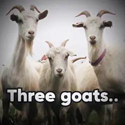 Three goats