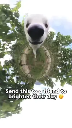 Cute Dog Meme