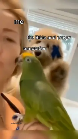 funny animal meme