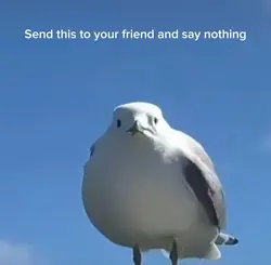 Seagull screaming