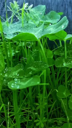 Rain
