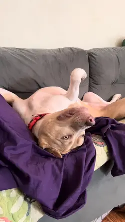 Dog Funny