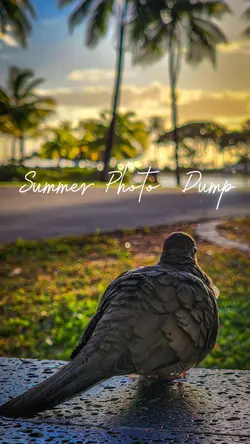 summer photo dump