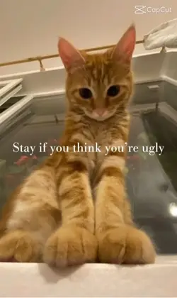 Cute cat