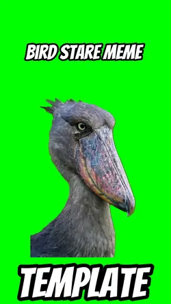 Bird stare Meme 