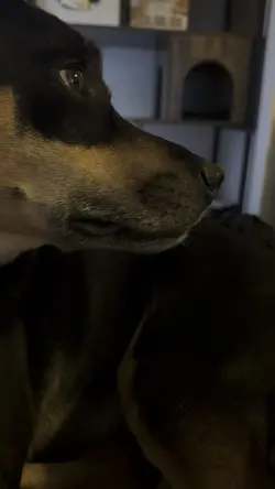 Conversational dog