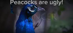 Peacocks
