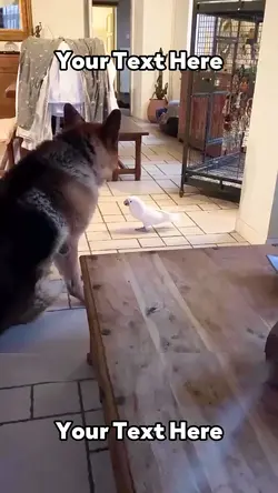 Parrot Barks 