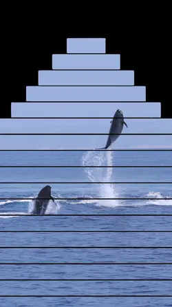 Dolphin template