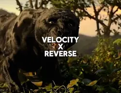 Velocity x Reverse