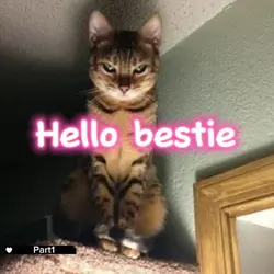 Hello bestie 