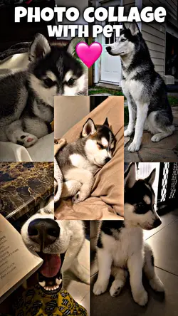Photo collage - Pet❤️‍🩹