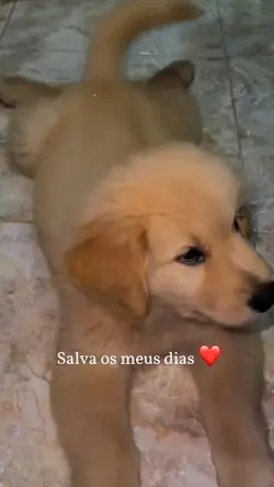 Salva os meus dias🐶❤️