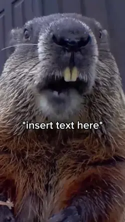 Beaver Meme