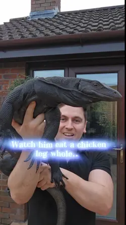 Mointor Lizard 