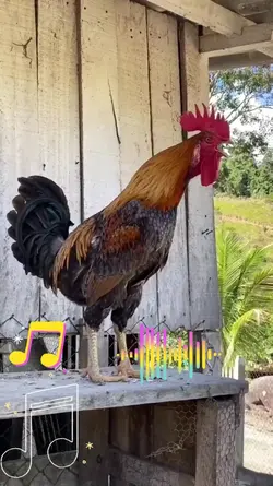 música dos animais 