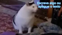Gato falando han?