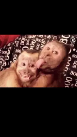 trend macaquinhos